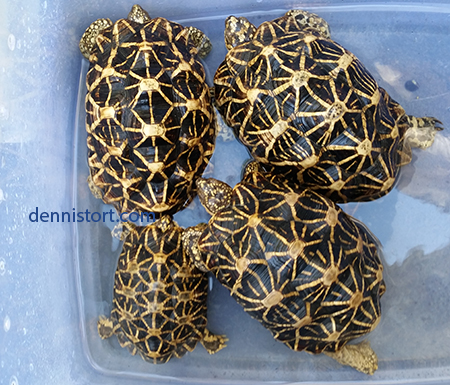 Star tortoise breeding